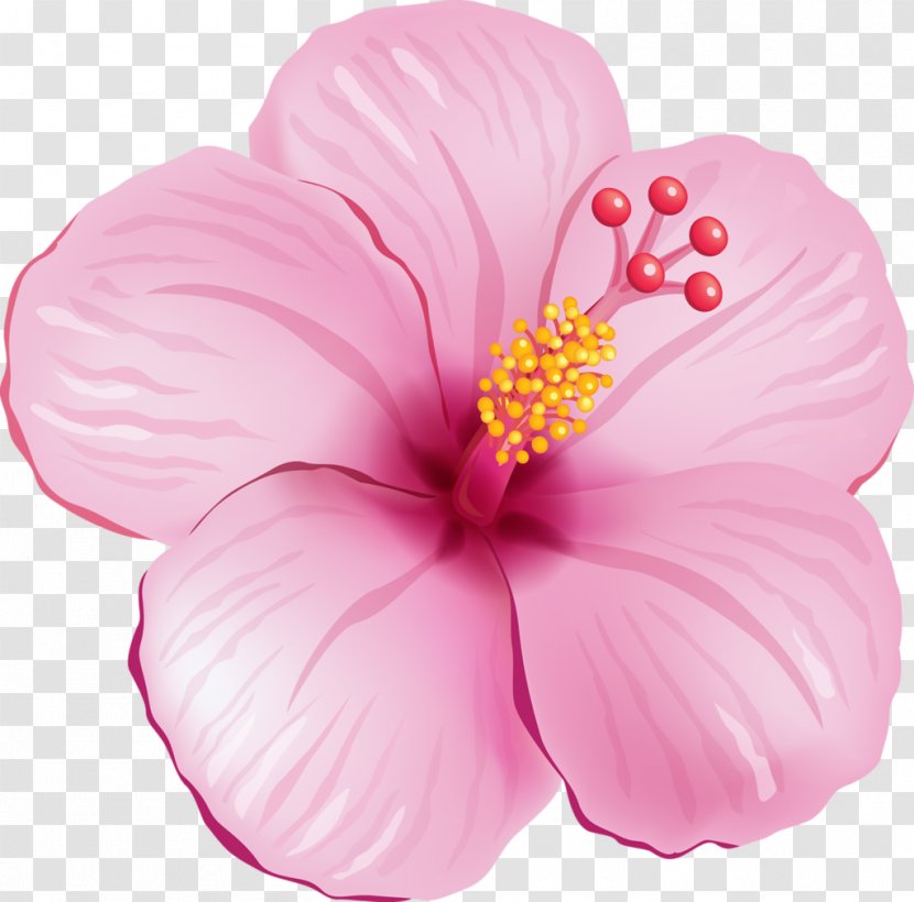 Shoeblackplant Flower Clip Art - Floral Design - Tropical Transparent PNG