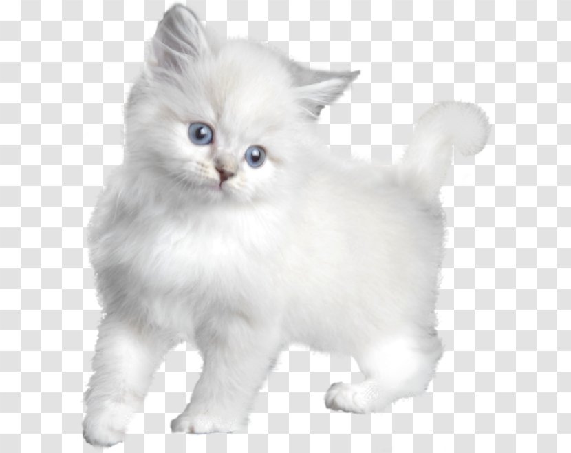 Turkish Angora Kitten Asian Semi-longhair Persian Cat Burmilla - Semilonghair - White Transparent PNG