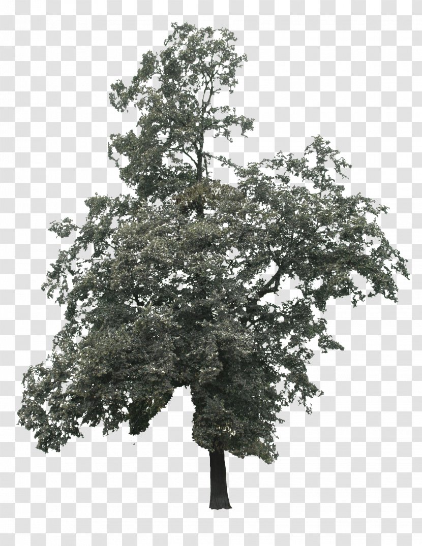Branch Tree Lindens Oak - Mockup - A Big Transparent PNG