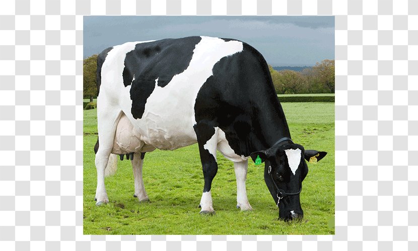 Dairy Cattle Calf ABS Global - Grass Transparent PNG
