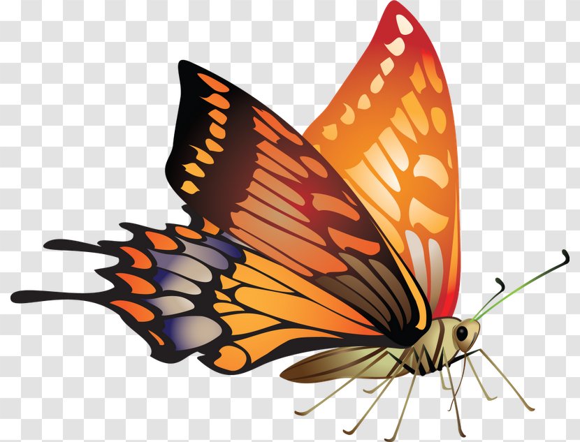 Borders And Frames Butterfly Vector Graphics Picture Design - Moths Butterflies - Lycaenid Transparent PNG