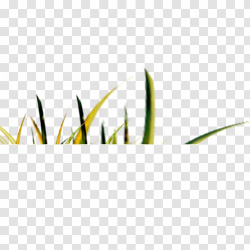 Green Pattern - Grass Transparent PNG