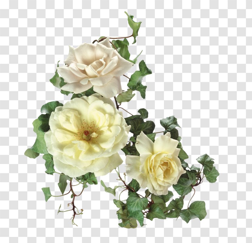 Garden Roses Flower Clip Art - Digital Image - Floral Pattern Beautiful Picture Transparent PNG