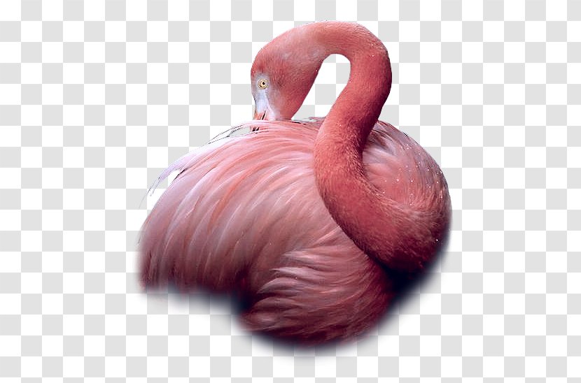 Greater Flamingo Bird Flamingos Beak Transparent PNG