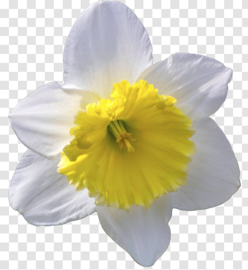 Flower Daffodil Lilium Columbianum Clip Art Transparent PNG