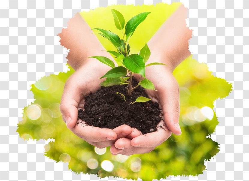 Plant Stock Photography Business Hand - Istock Transparent PNG