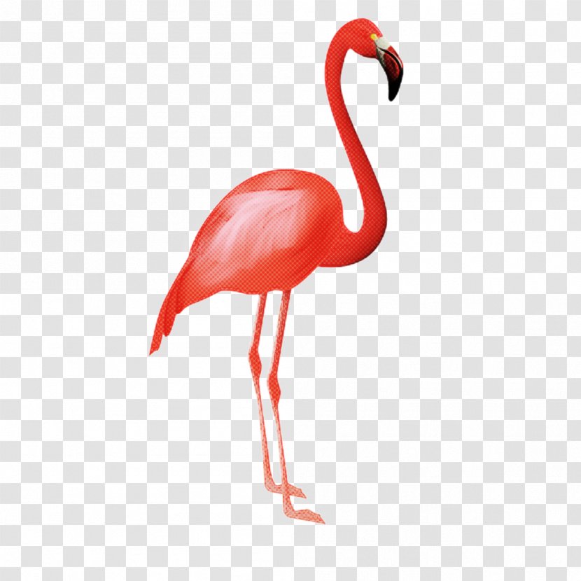 Flamingo Silhouette - Wildlife Neck Transparent PNG