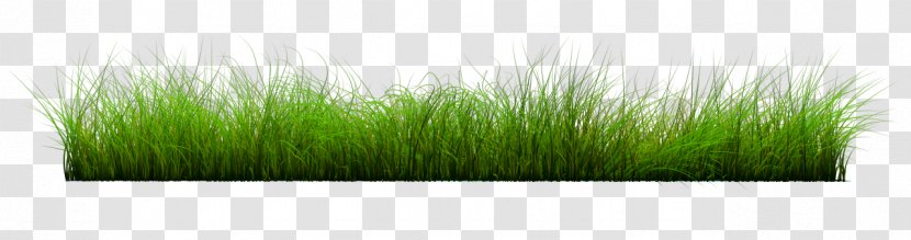 Lawn Wheatgrass - Grass Family Transparent PNG