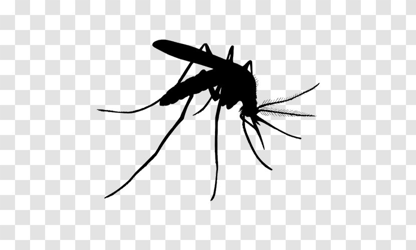 Tiger Cartoon - Mosquito Control - Parasite Blackandwhite Transparent PNG