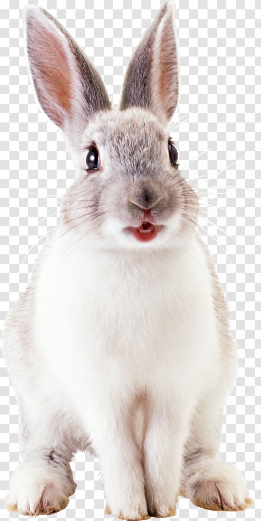 Leporids European Rabbit - Pet - White Image Transparent PNG