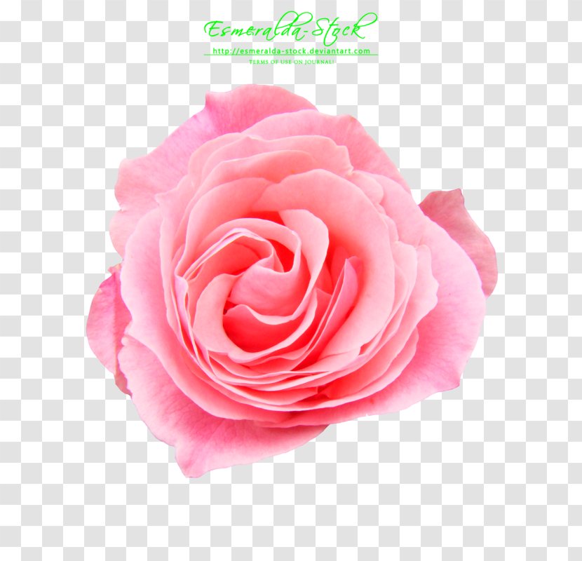 Rose Pink Flower Fashion - Boot - Free Download Transparent PNG