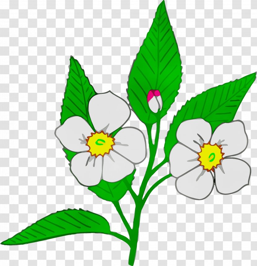 Cherry Blossom - Plant - Herbaceous Wildflower Transparent PNG