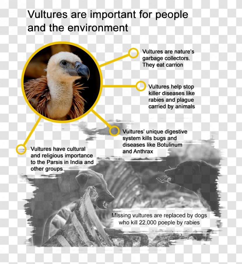3D Printing Vulture Bird Computer Graphics - Natural Environment Transparent PNG