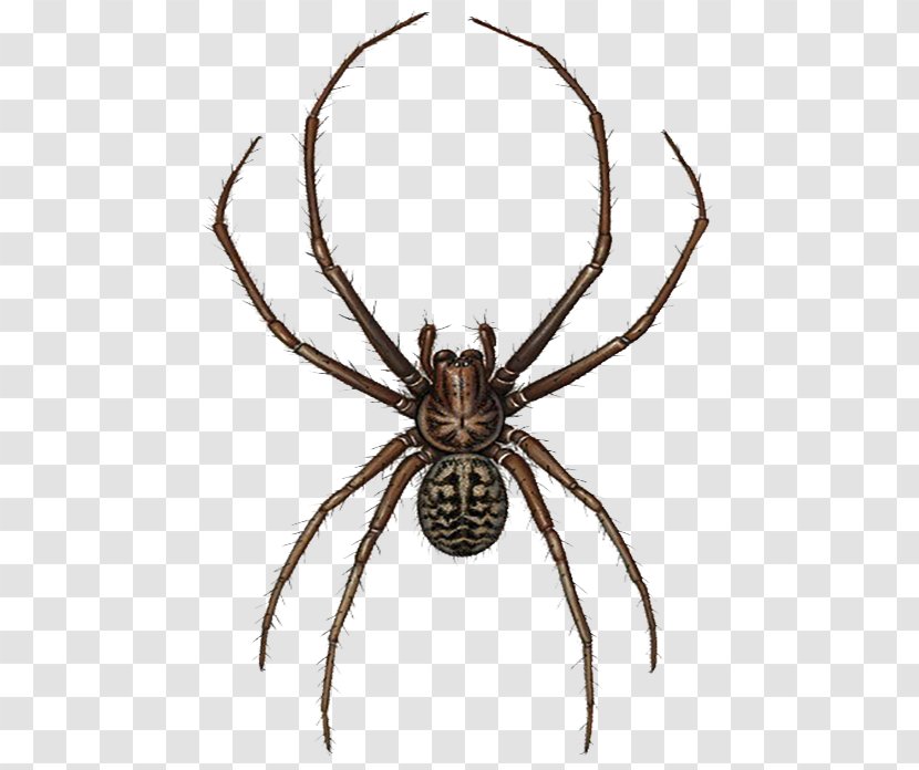European Garden Spider Widow Spiders Illustration - Arthropod - Black Plush Illustrator Transparent PNG