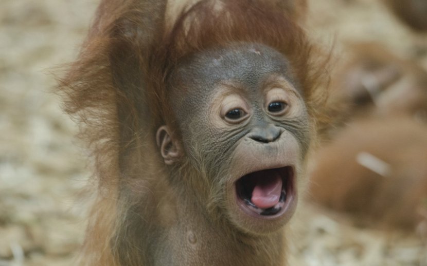 Borneo Bornean Orangutan Sumatra Great Apes The - Homo Sapiens Transparent PNG