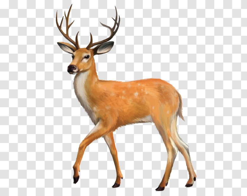 Mancelona Bellaire White-tailed Deer Lion - Horn Transparent PNG