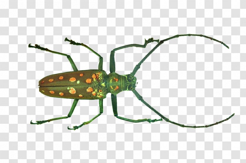 Longhorn Beetle Weevil Clip Art - Beetles Transparent PNG