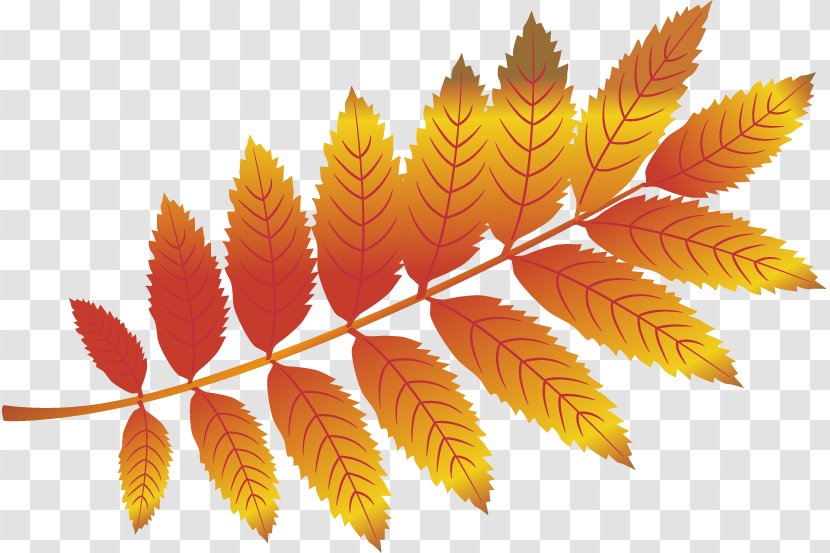 Leaf Autumn - Designer - Leaves Vector Material Free Pull Effect Transparent PNG