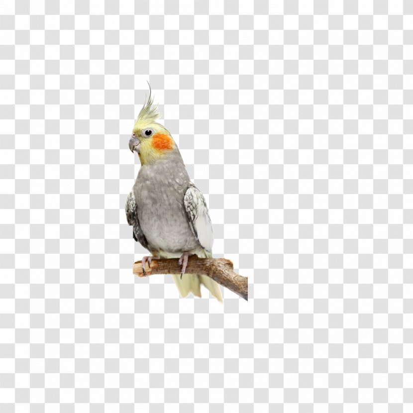 Cockatiels As Pets: Cockatiel Facts & Information, Where To Buy, Health, Diet, Lifespan, Types, Breeding, Fun And More! A Complete Guide Bird Cockatoo Stock Photography - Royaltyfree - Birds,parrot Transparent PNG