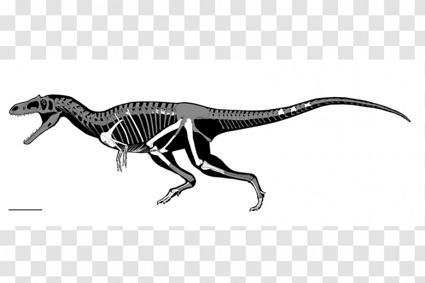 Tyrannosaurus Struthiomimus Dinosaur Size Gualicho Meat-Eating Dinosaurs - Theropods - Arm Transparent PNG