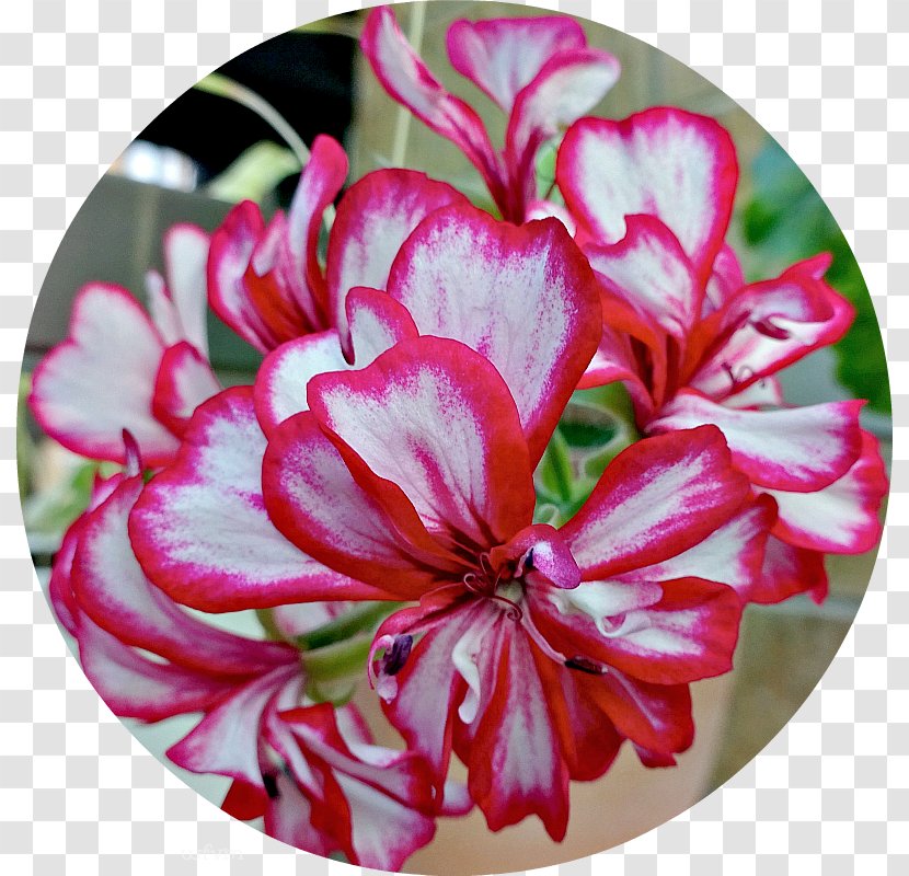 Crane's-bill Cut Flowers Magenta Petal Family - Flower Transparent PNG