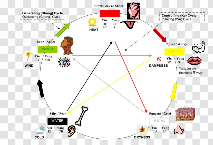 Traditional Chinese Medicine Wu Xing Success With Numeracy For The QTS Skills Test Acupuncture - Silhouette - Business Element Chart Transparent PNG