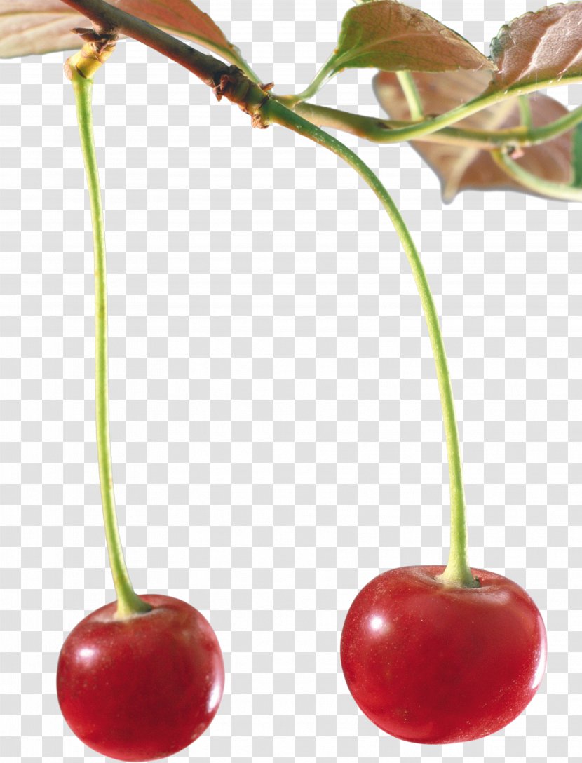 Cerasus Cherry Drawing - Fruit - Mangosteen Transparent PNG