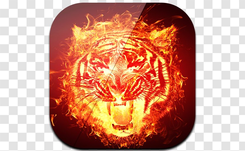 Tiger Flame Computer Keyboard Fire Amazon.com - Organism Transparent PNG