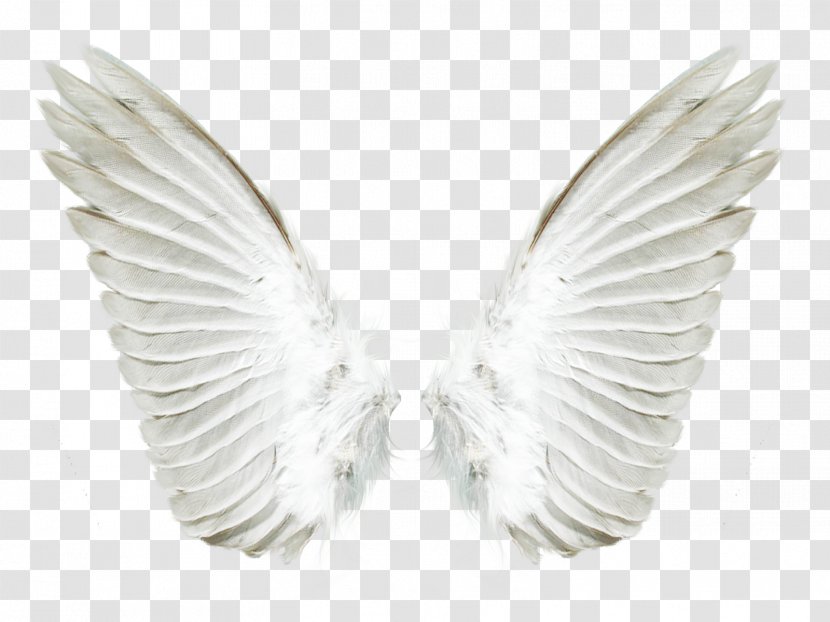 Aile Angel - Wings Transparent PNG