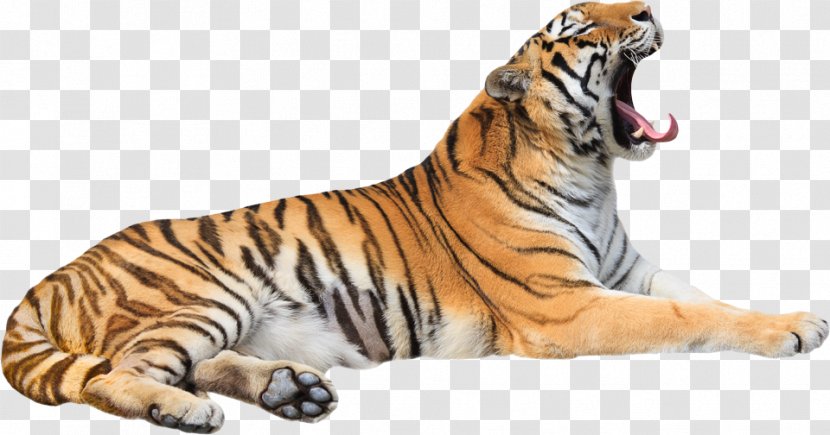 Tiger Cat Roar Zoo Whiskers - Organism Transparent PNG