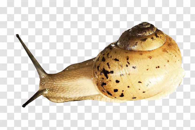 Snail Slime Orthogastropoda Slug Prosobranchia - Molluscs - Snails Transparent PNG