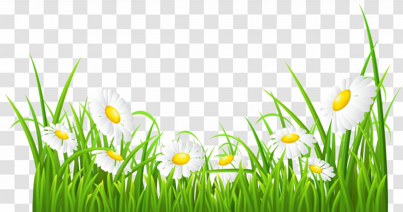 Common Daisy Clip Art - Petal - White Daisies And Grass Transparent Image Transparent PNG