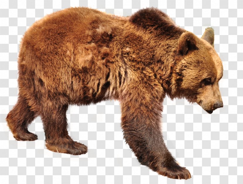 Grizzly Bear Brown Polar Sloth Transparent PNG
