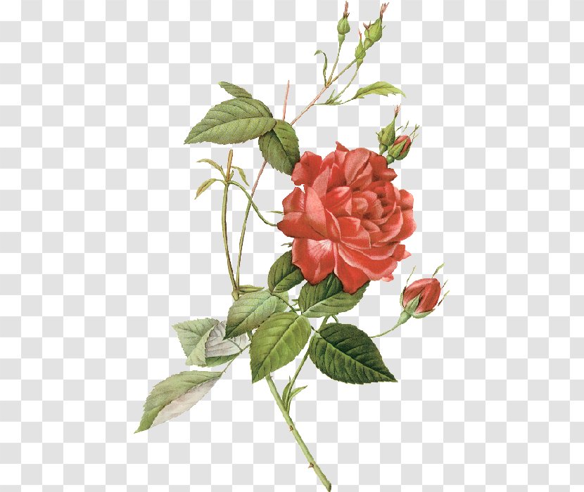 Les Roses Botanical Illustration China Rose Drawing - Flowering Plant - Painting Transparent PNG