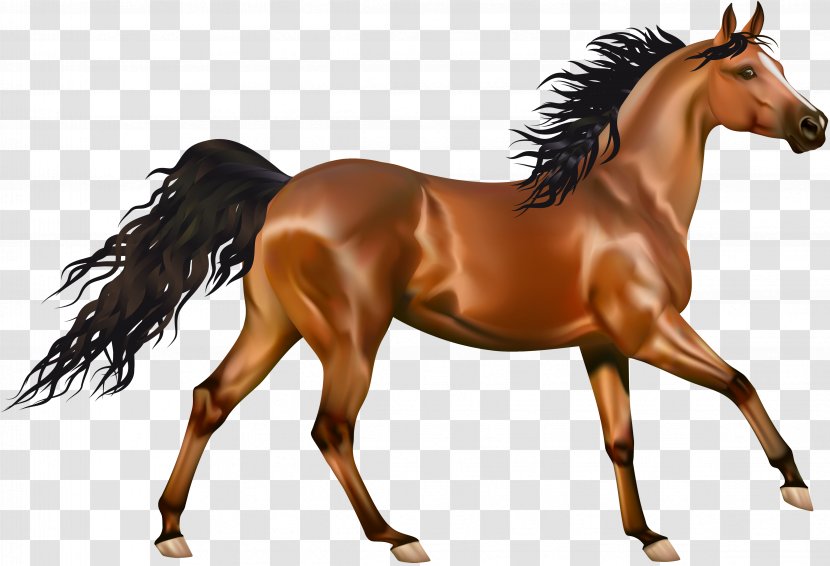 Arabian Horse Pony Equestrianism Clip Art - Colt - Transparent Brown Clipart Transparent PNG