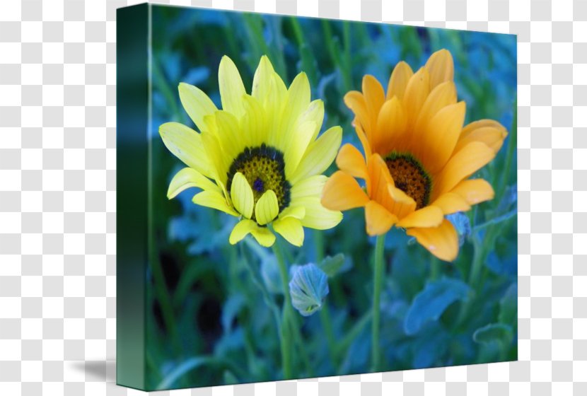 Common Sunflower Annual Plant - Yellow - Marigold Frame Transparent PNG