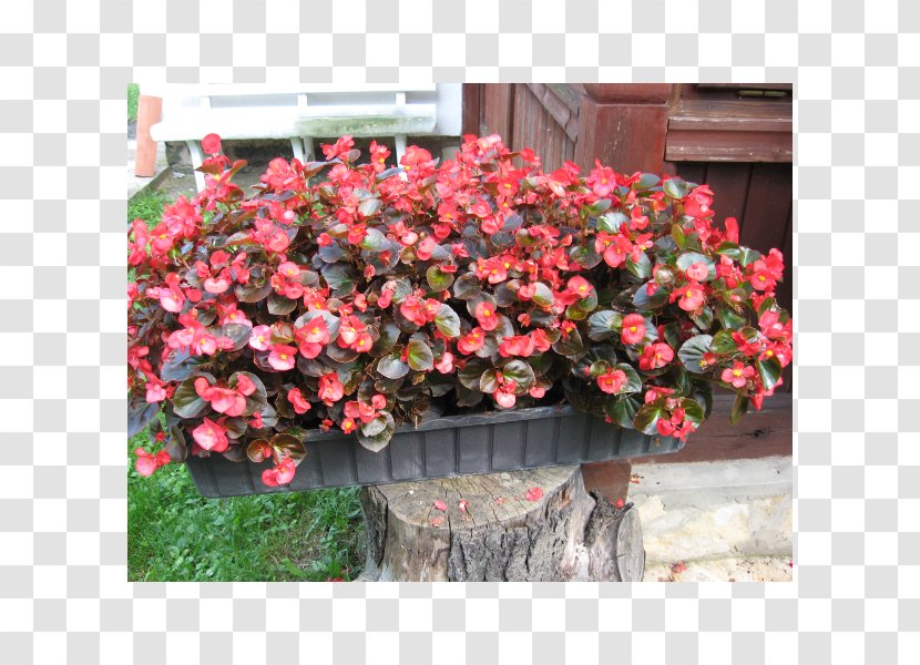 Wax Begonia Annual Plant Ornamental Shrub - Leaf Transparent PNG