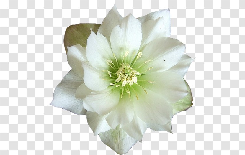Flower White Jasmine Desktop Wallpaper - Rose Family - Flowers Transparent PNG