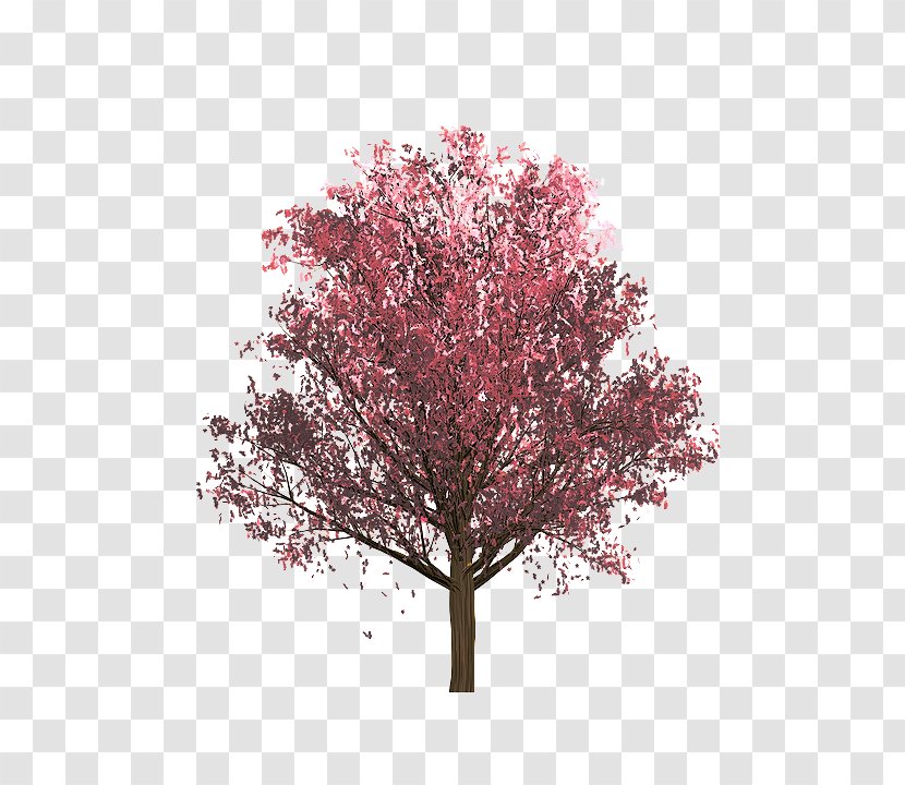 Tree Plant Woody Pink Flower - Maple Blossom Transparent PNG