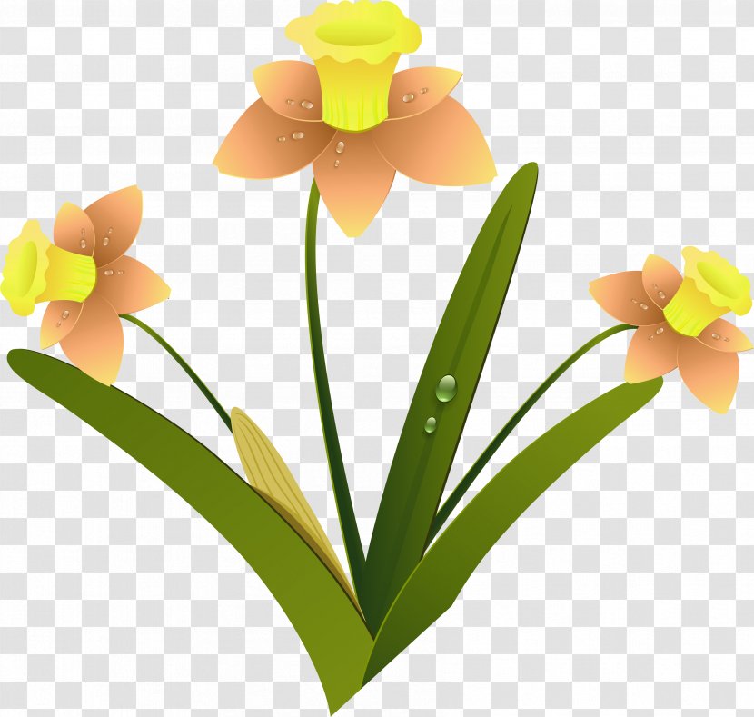 Daffodil Cut Flowers Clip Art - Cattleya Transparent PNG