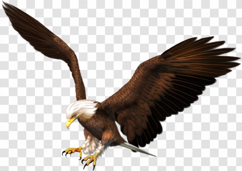 Bald Eagle Bird Of Prey Accipitriformes - Sticker - Mothman Transparent PNG