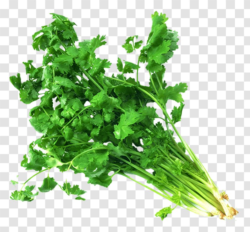 Coriander Indian Cuisine Vegetable Herb Vindaloo - Plant Transparent PNG