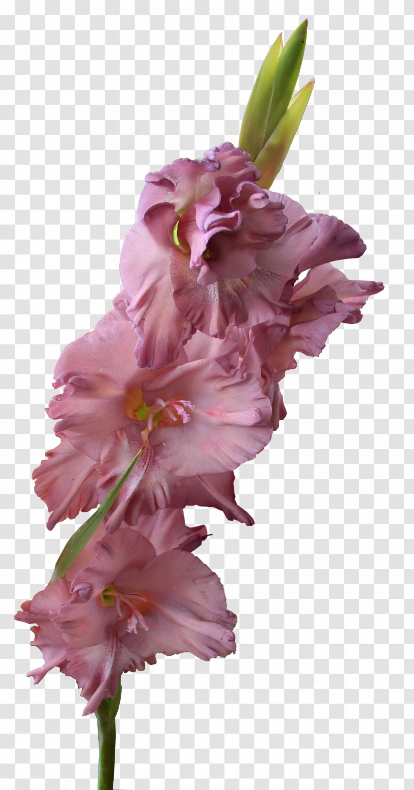 Gladiolus Xd7gandavensis Clip Art - Flower - Pic Transparent PNG