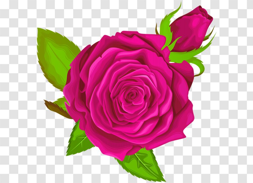 Garden Roses Clip Art Image - Bouquet - Rose Transparent PNG