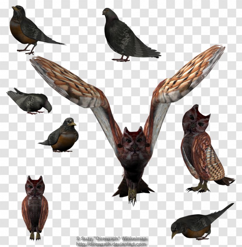 Buzzard Hawk Bird Eagle - Beak Transparent PNG