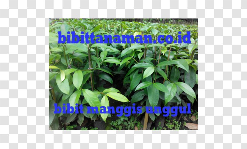 Benih Purple Mangosteen Fruit Tree Crop Budi Daya - Pricing Strategies - Manggis Transparent PNG