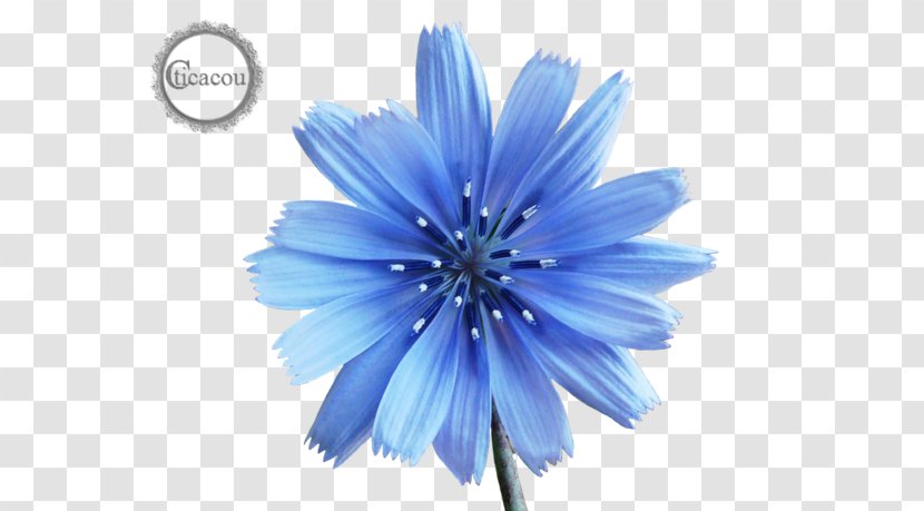 Chicory Perennial Plant Herbaceous Seed - Medicinal Plants Transparent PNG