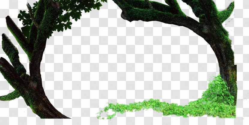 Twig Leaf Tree Deciduous Shrub - Plant Stem Transparent PNG