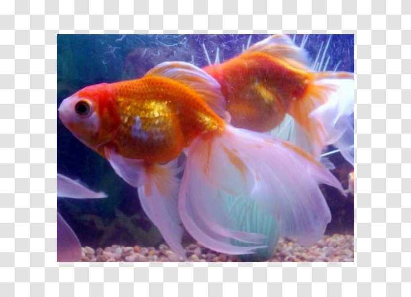 Veiltail Common Goldfish Shubunkin Comet Pearlscale - Marine Biology - Fish Transparent PNG