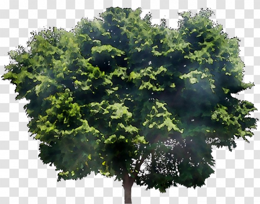 Mature Ash Trees X 2 Green Native In Toronto Fraxinus Americana - Plane Transparent PNG